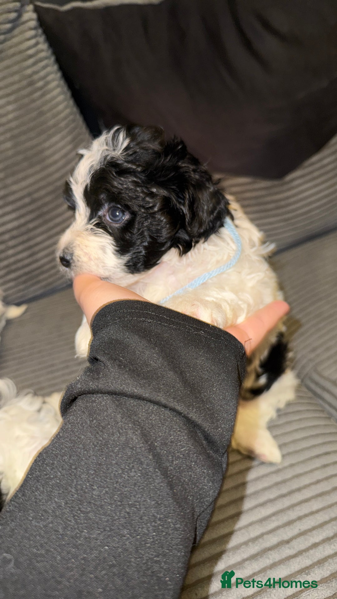 Mixed Breed dogs for sale: 4 little ones looking for a new home ❤️🩵💙 - Image 11