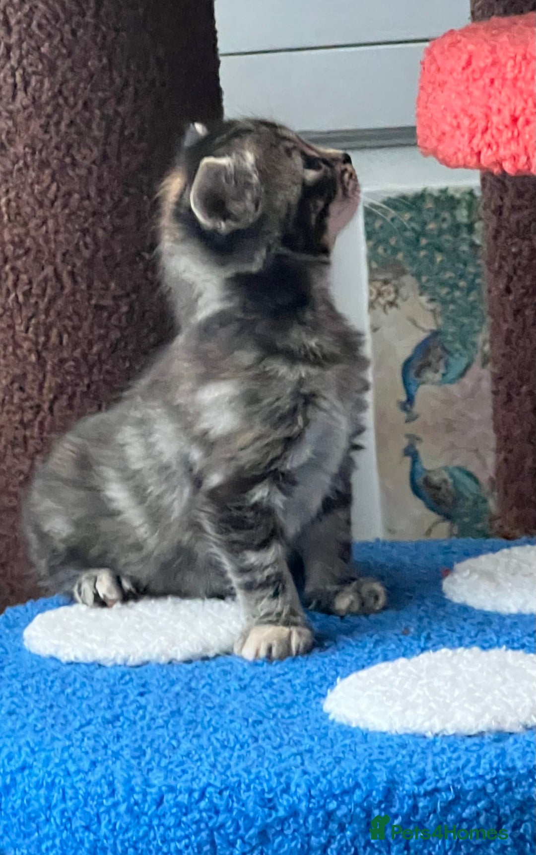 Mixed Breed cats for sale: 4  GORGEOUS TABBY/TORTOISHELL GIRLS.   - Image 16