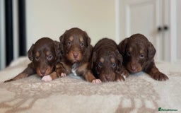 Bordoodle dogs for sale: OUTSTANDING *TRI COLOUR* MINIATURE BORDOODLES - Image 3