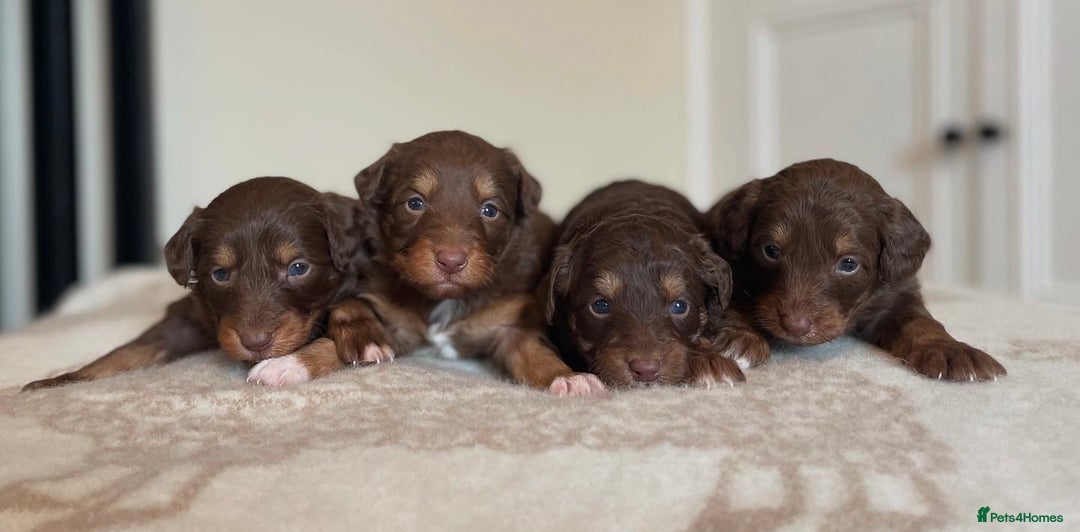 Bordoodle dogs for sale: OUTSTANDING *TRI COLOUR* MINIATURE BORDOODLES - Image 3