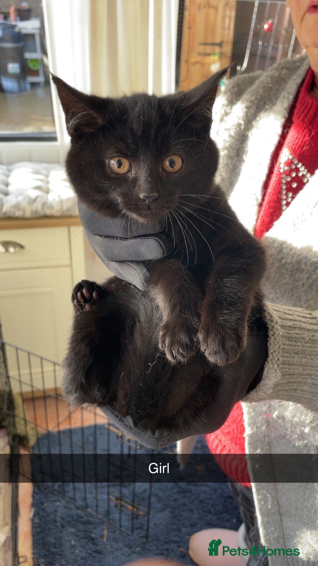 Mixed Breed cats for sale: Mixed rescue kittens  - Advert 9