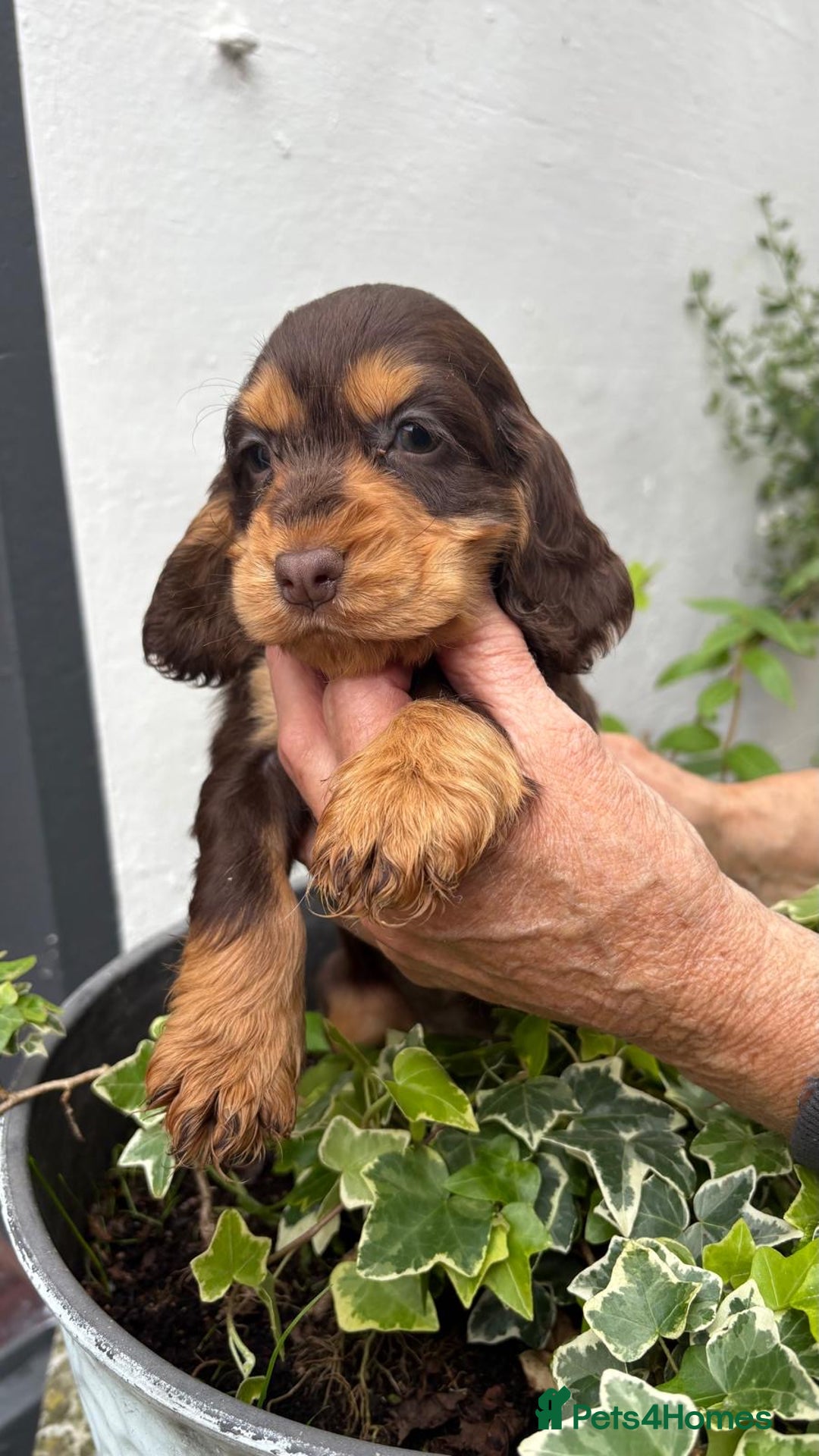 Cocker Spaniel dogs for sale: Show cocker spaniels  - Image 17