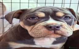 Olde English Bulldogge dogs for sale: 4 x Olde English Bulldogge Girls - For Sale - Image 5
