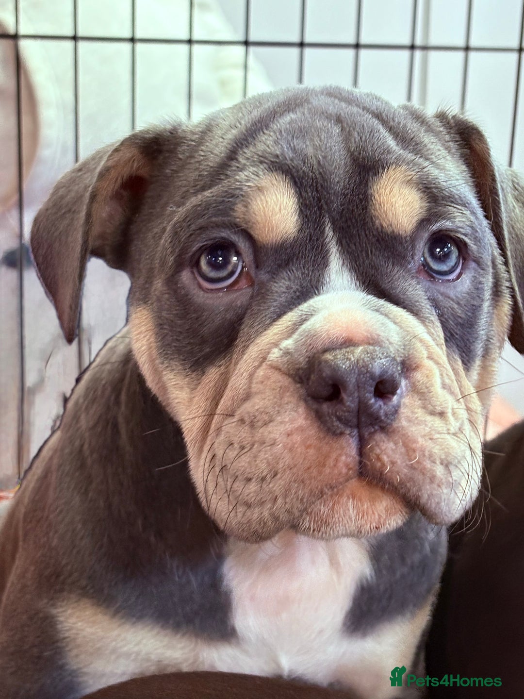 Olde English Bulldogge dogs for sale: 4 x Olde English Bulldogge Girls - For Sale - Image 5