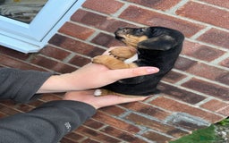 Jack Russell dogs for sale: Jack Russel puppies  - Image 9