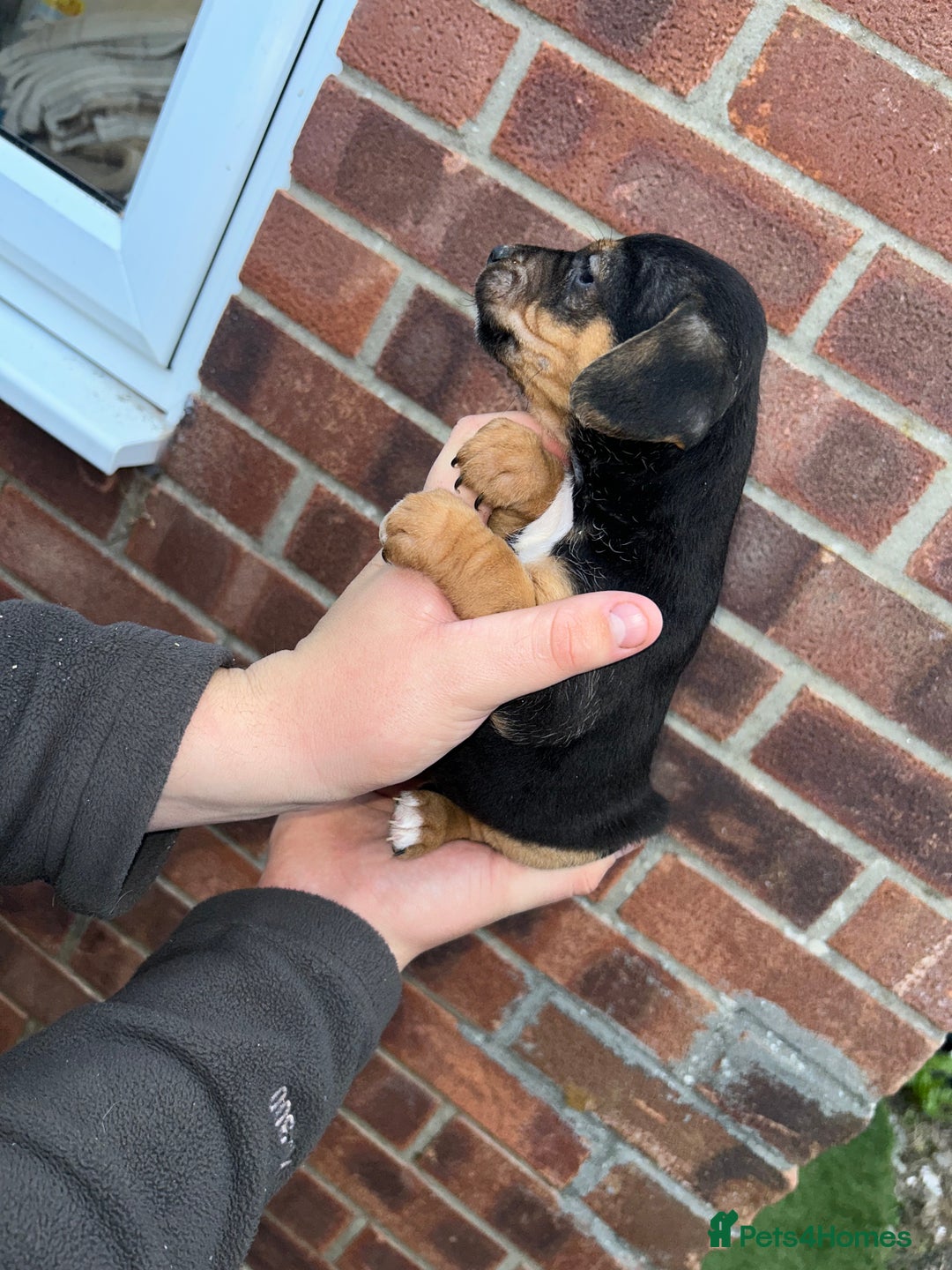 Jack Russell dogs for sale: Jack Russel puppies  - Image 9