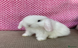 Mini Lop rabbits for sale: Beautiful mini lop kits  - Image 17