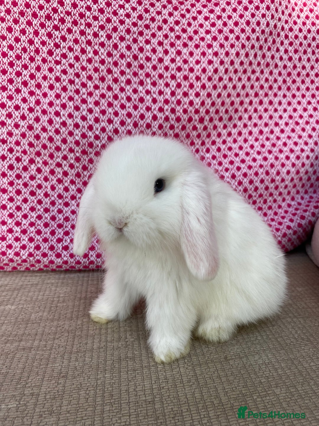 Mini Lop rabbits for sale: Beautiful mini lop kits  - Image 17