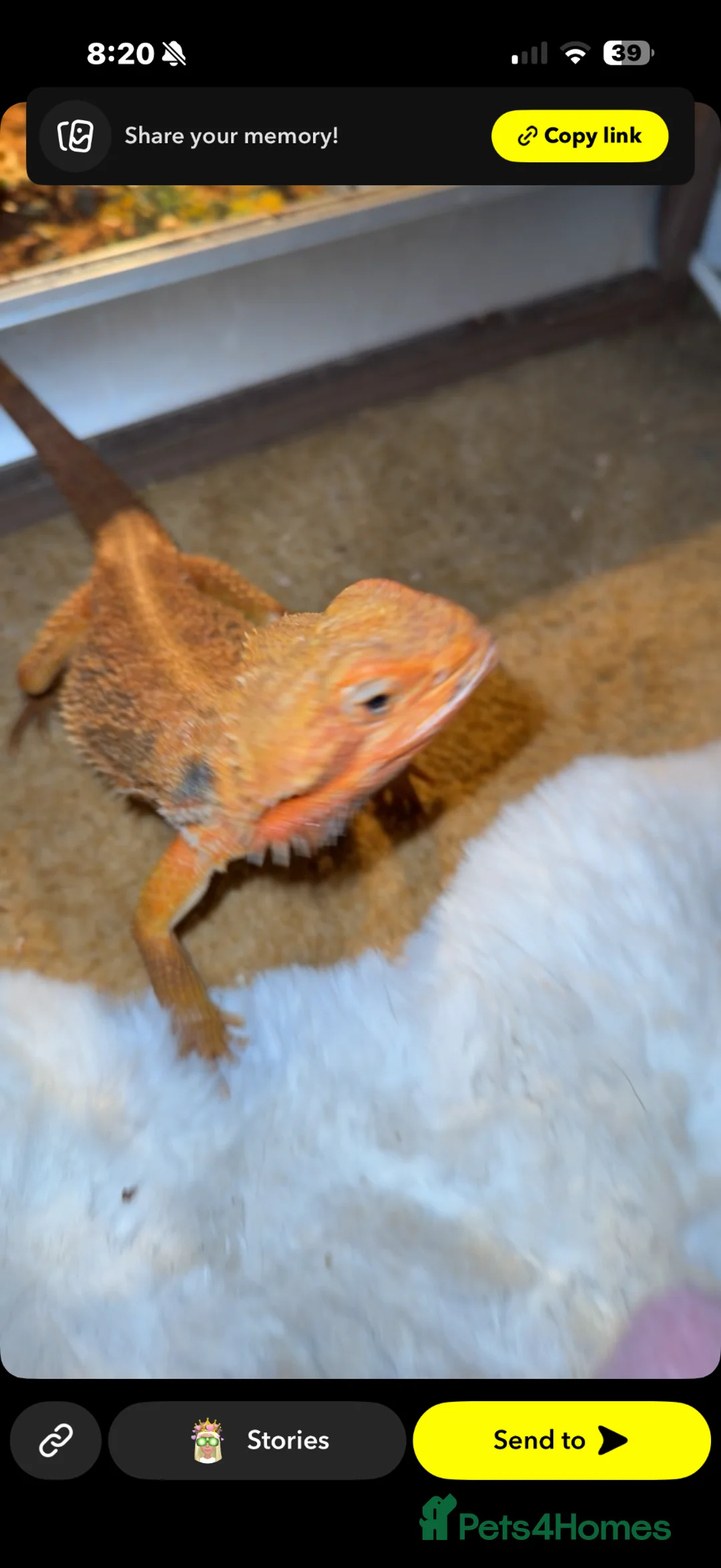 Bearded Dragon reptiles for sale: Blood red bearded dragon with Viv  in Clacton-on-Sea - Advert 2