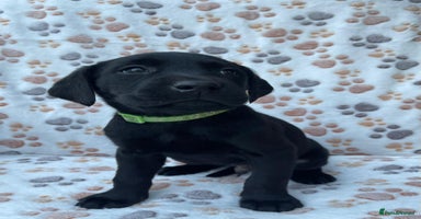 Labrador Retriever dogs - Advert 7
