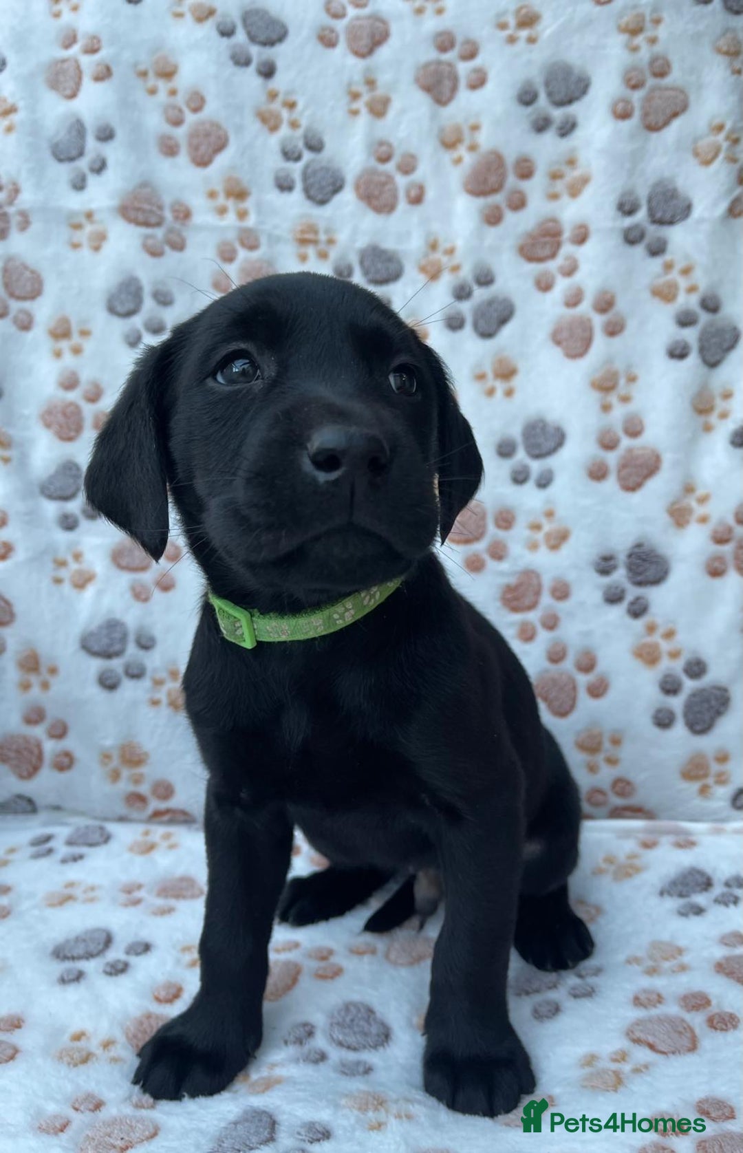 Labrador Retriever dogs for sale: **PEDIGREE, KC REGISTERED AND HIP SCORED** - Image 2