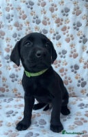 Labrador Retriever dogs - Advert 2