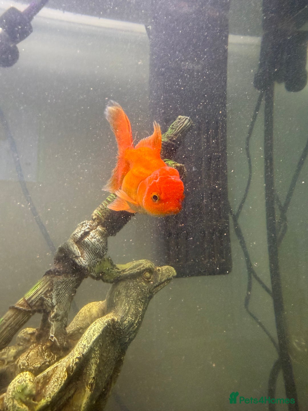 Goldfish fish for sale: Oranda goldfish  - Image 2