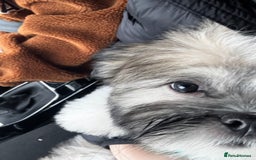 Lhasa Apso dogs for sale: Beautiful Lhasa Apso boy - Image 4