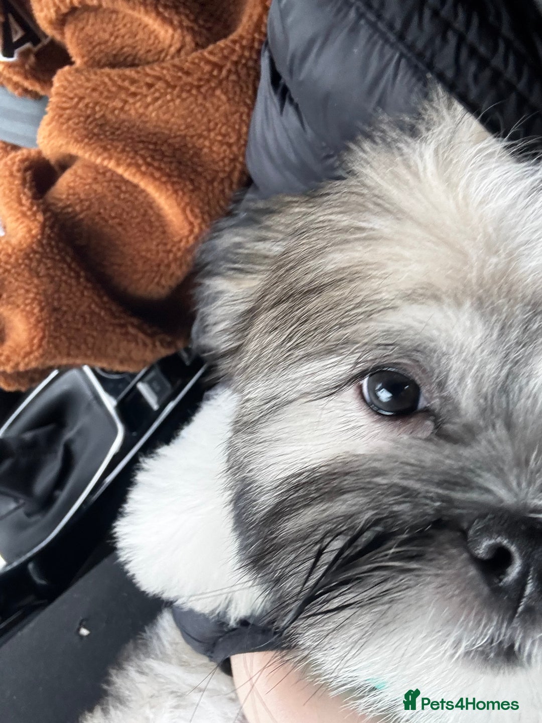 Lhasa Apso dogs for sale: Beautiful Lhasa Apso boy - Image 4
