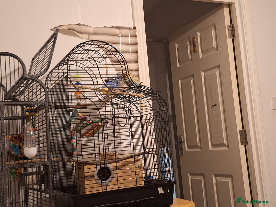 Parrots birds for sale: 4 sweet parrots - not sold separately. - Image 6