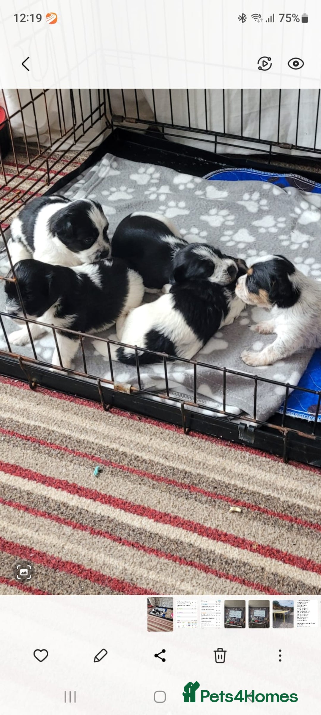 Mixed Breed dogs for sale: Jack russell pups - Image 1