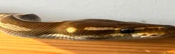 Python Snake reptiles for sale: Rain, the Royal Python - 1 Year 9 Months in Billingham - Advert 7