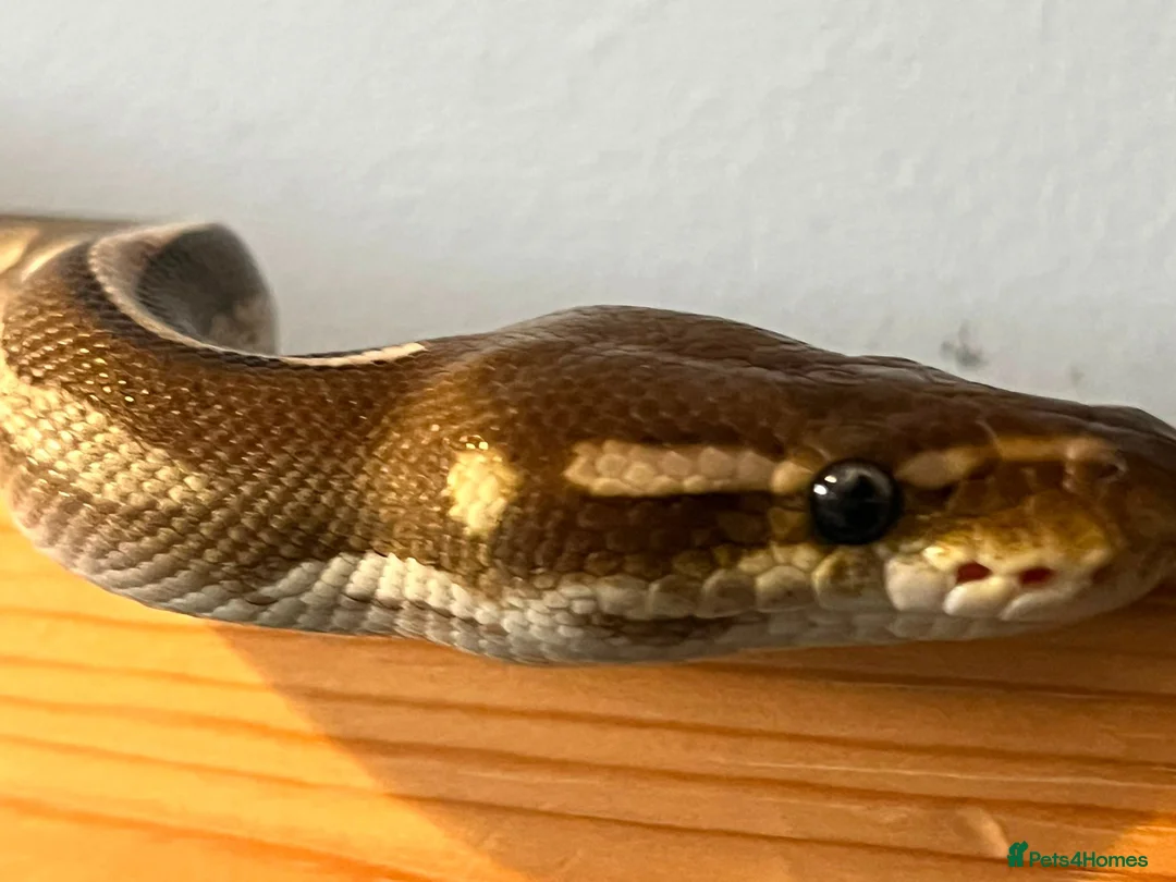Python Snake reptiles for sale: Rain, the Royal Python - 1 Year 9 Months in Billingham - Advert 7