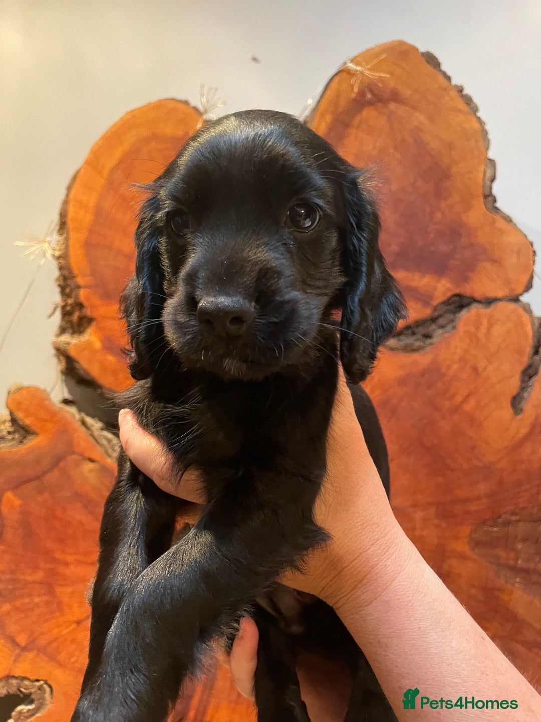 Cocker Spaniel dogs for sale: 1 Beautiful KC Reg working cocker bitch left! - Image 4