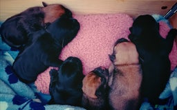 Jug dogs for sale: Six Jug puppies looking for forever home - Image 1