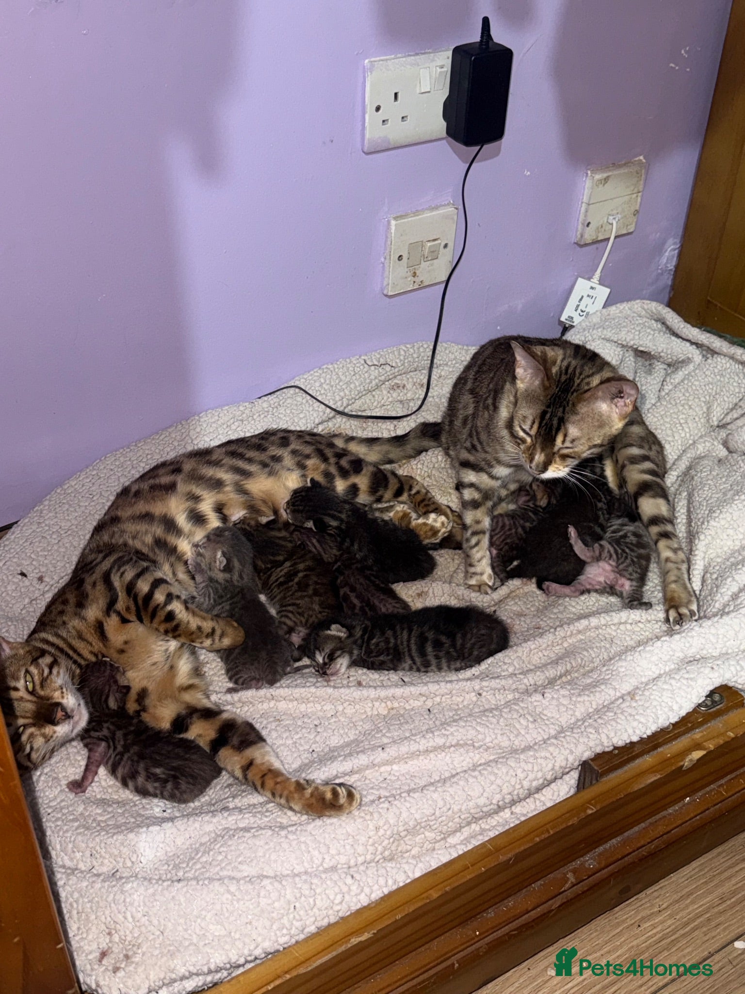 Bengal cats Bengal kittens  - Advert 3