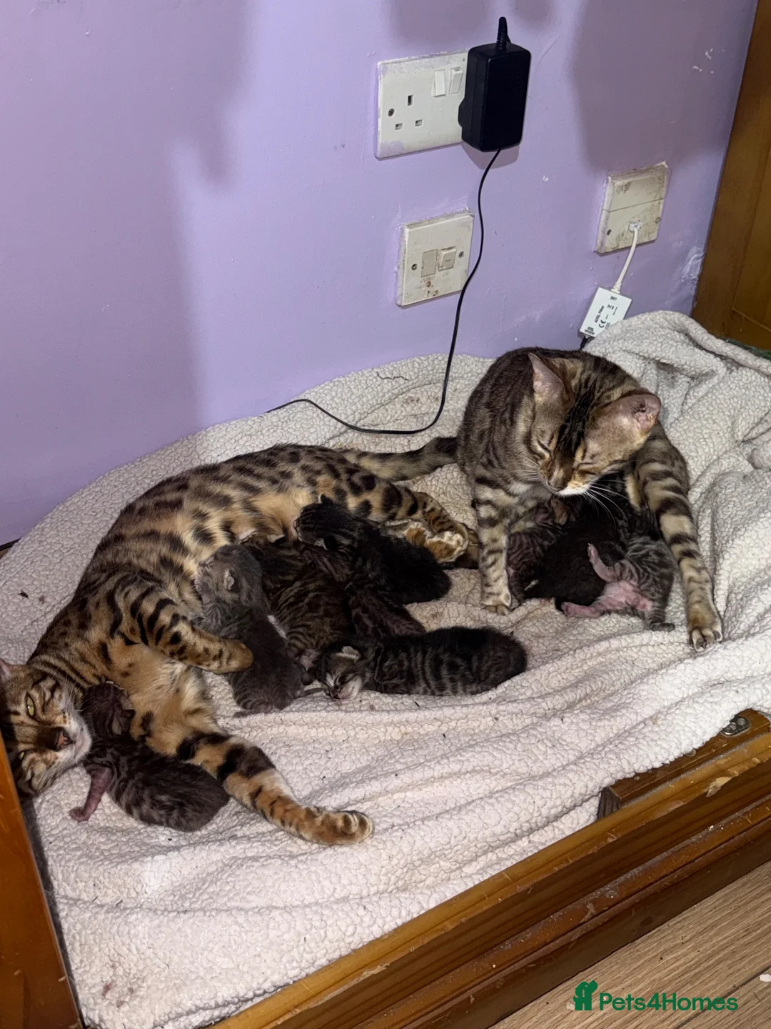 Bengal cats for sale: Bengal kittens  - Advert 1
