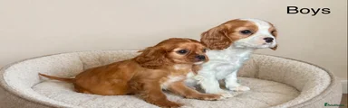 Cavalier King Charles Spaniel Puppy 1