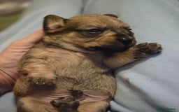 Mixed Breed dogs for sale: One little boy left - Advert 9