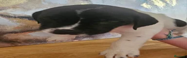 Mixed Breed Puppy 5