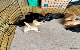 Labrador Retriever dogs for sale: Beautiful KC Registered Lab Pups  - Image 14
