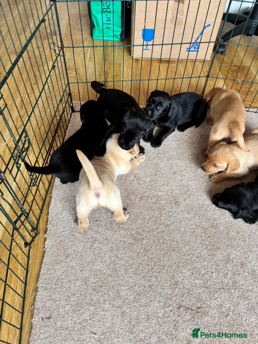 Labrador Retriever dogs for sale: Beautiful KC Registered Lab Pups  - Image 14