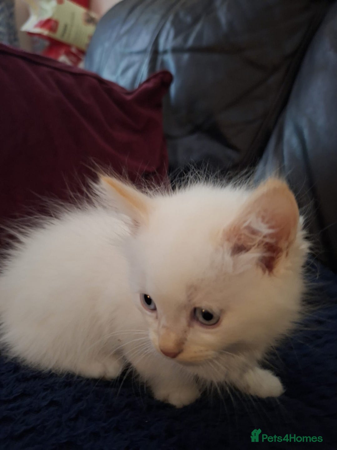 Ragdoll cats for sale: Beautiful Ragdoll x British long hair kittens  - Image 2