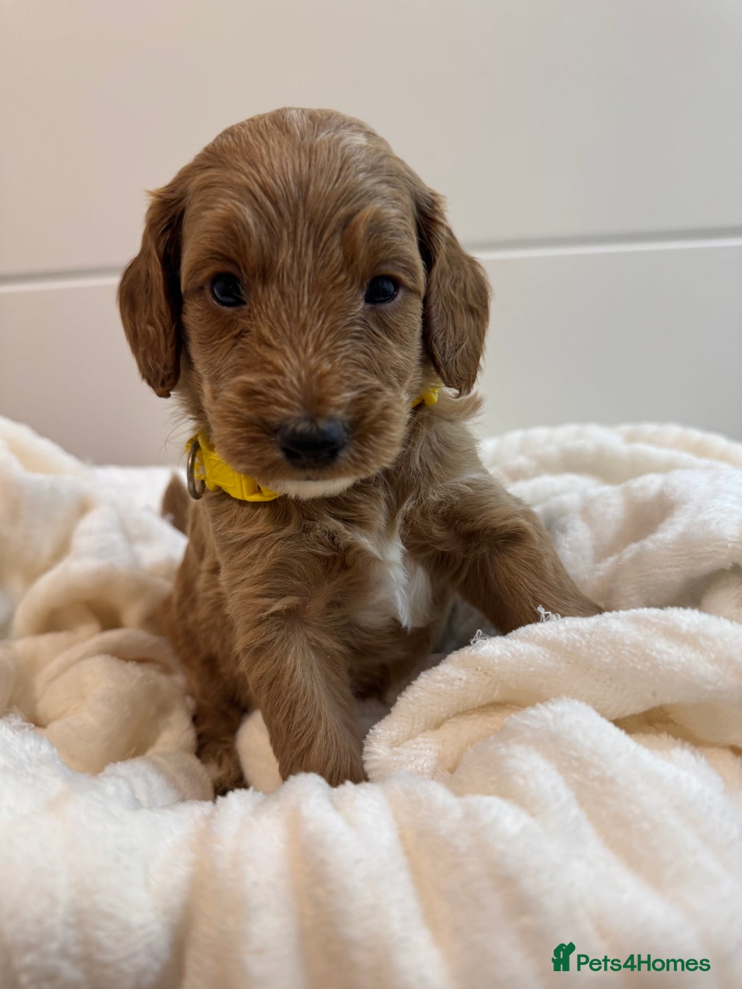 Australian Labradoodle dogs for sale: Australian Labradoodle  - Image 5