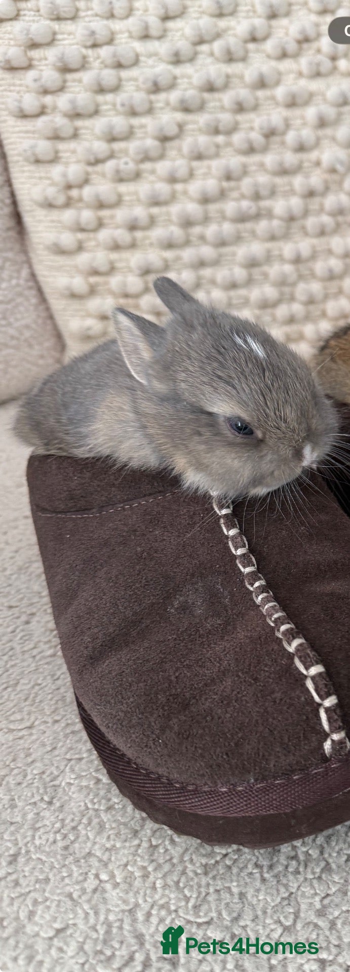 Netherland Dwarf rabbits Cute and cuddly Netherland Dwarf bunnies - Advert 1
