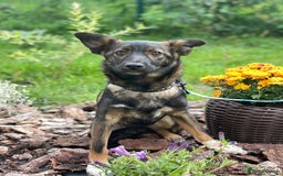 Mixed Breed dogs for adoption: 💖🐶 MIRRA 🐶💖 - Image 10