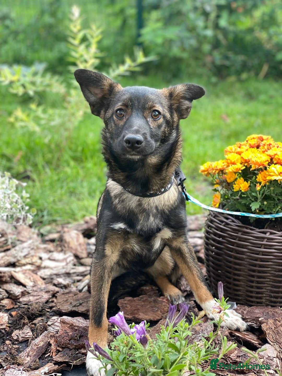 Mixed Breed dogs for adoption: 💖🐶 MIRRA 🐶💖 - Image 10