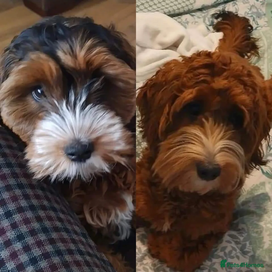 Cockapoo dogs for stud: Stunning Sable F1 Cockapoo DNA health tested clear in Cannock - Advert 21