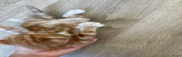 Mixed Breed cats for sale: 4 Ginger Male Kittens from 7th of September  in London - Advert 32