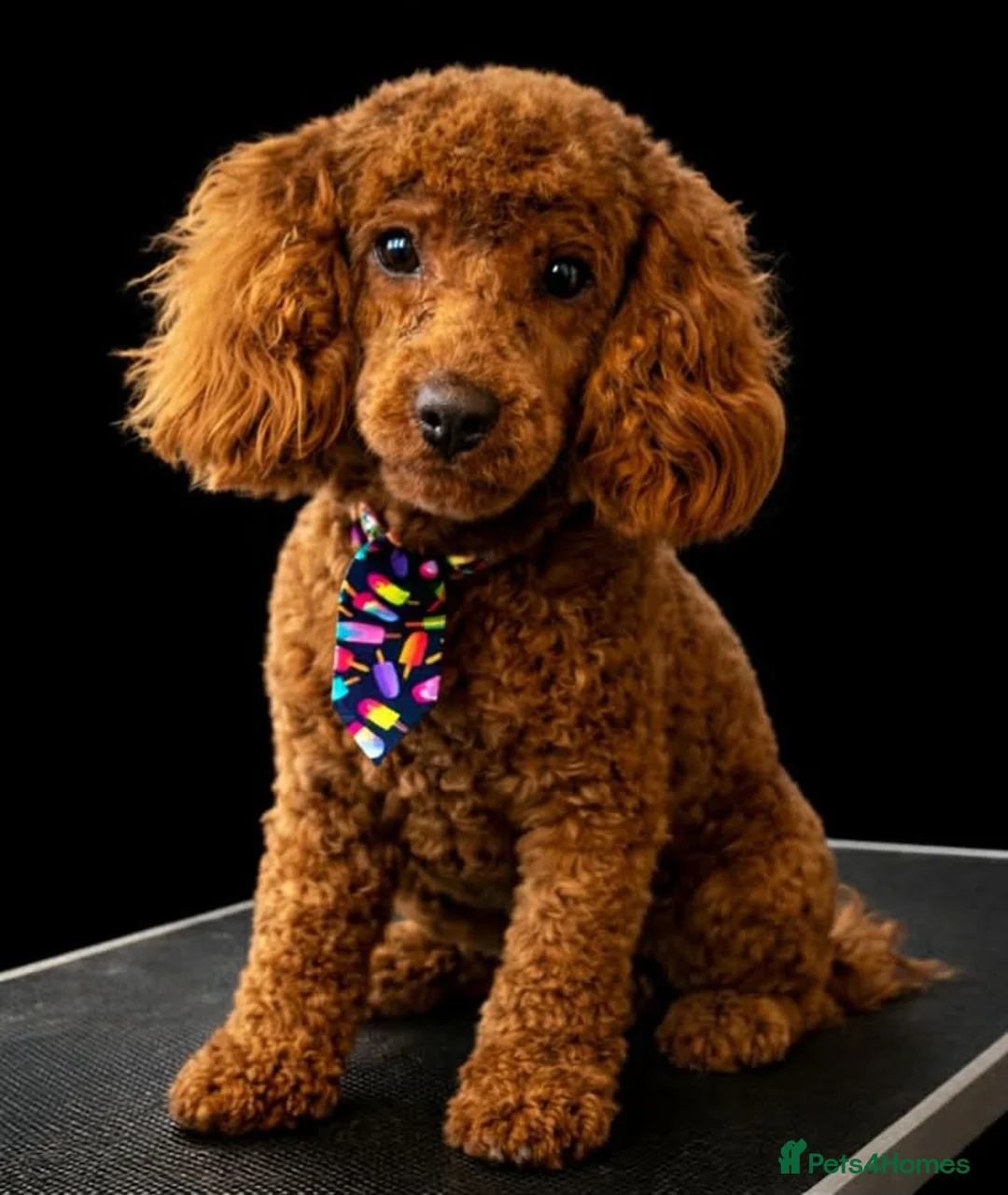 Cavapoo dogs for sale: **Stunning Cavapoo puppies** - Advert 2