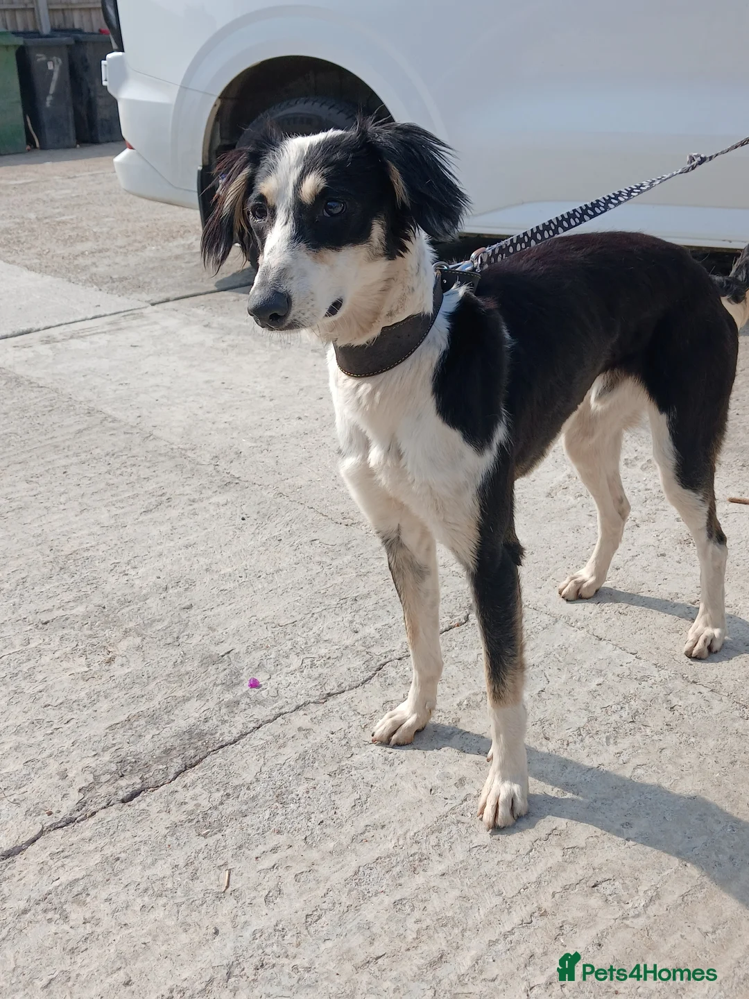 Mixed Breed dogs for sale: Beautiful boy ben - Advert 3