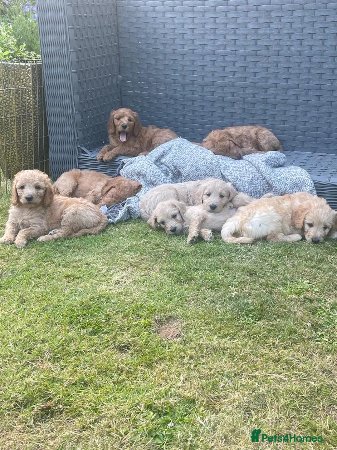 Goldendoodle dogs for stud: Gorgeous F1 Goldendoodle for Stud in Derby - Advert 25