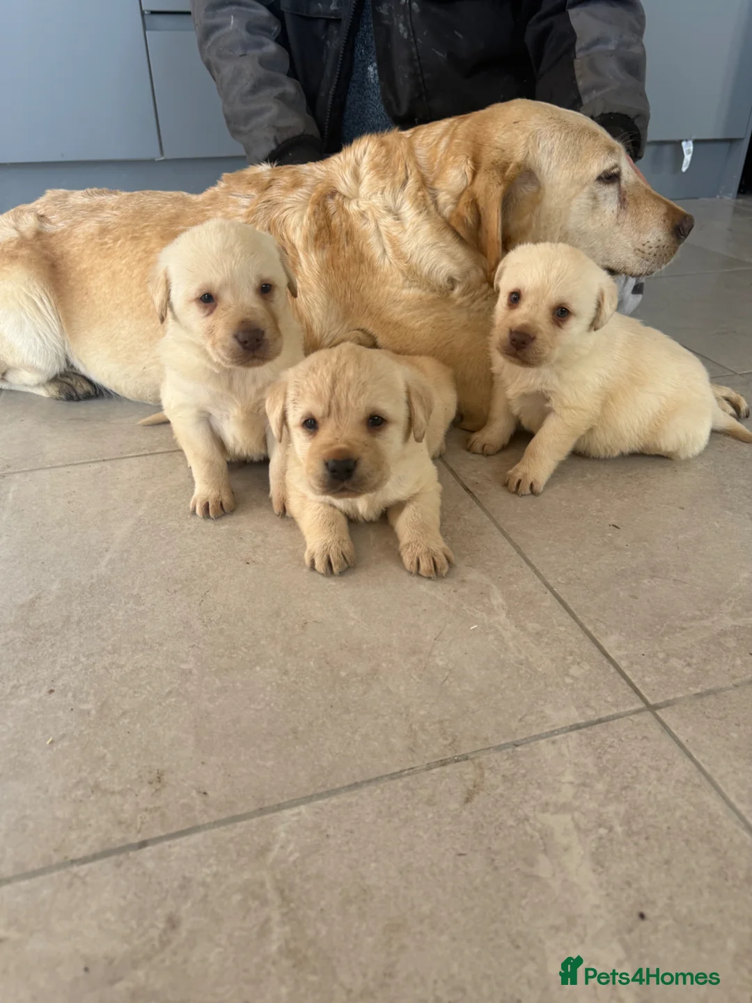 Labrador Retriever dogs for sale: adorable labradors in Strathaven - Advert 2