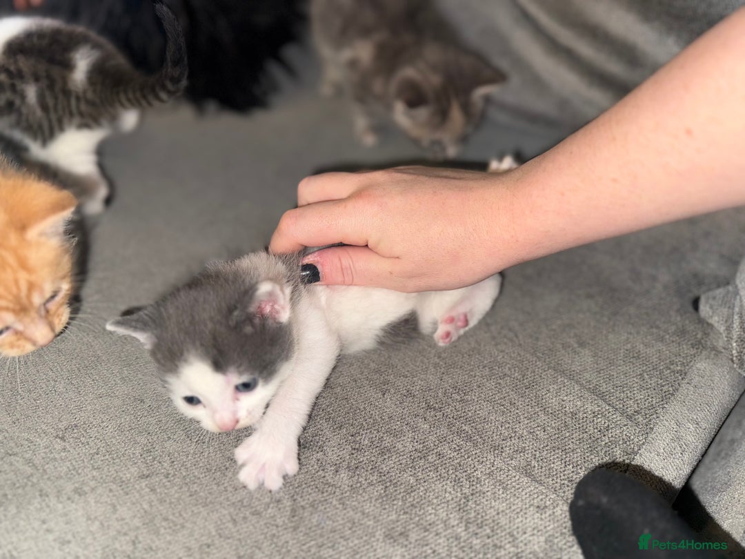 Mixed Breed cats for sale: Stunning kittens ready for new homes  - Advert 20