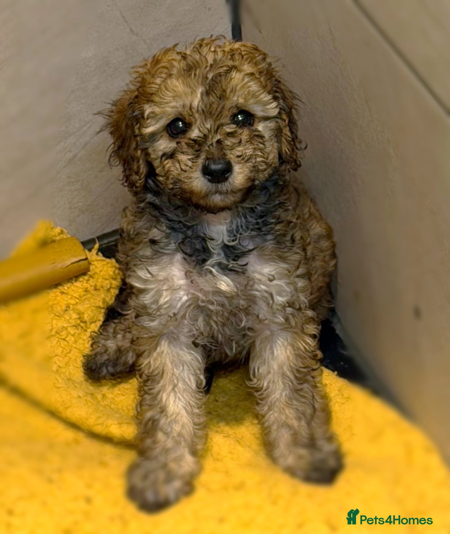 Toy Poodle dogs Beautiful Toy Poodle Puppies - LAST ONE READY NOW! - Advert 11