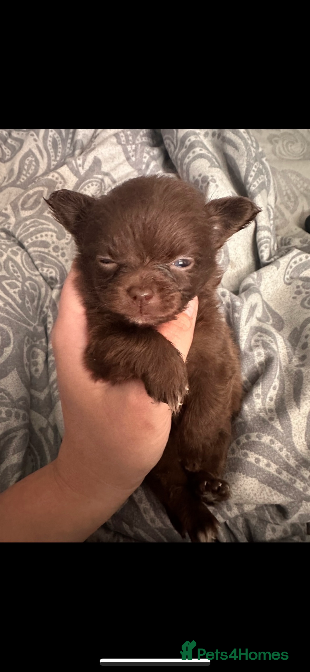 Pomchi dogs for sale: Pomchi puppie for sale - Image 2
