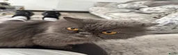 Persian cats for sale: Blue Longhaired Persion - Advert 3