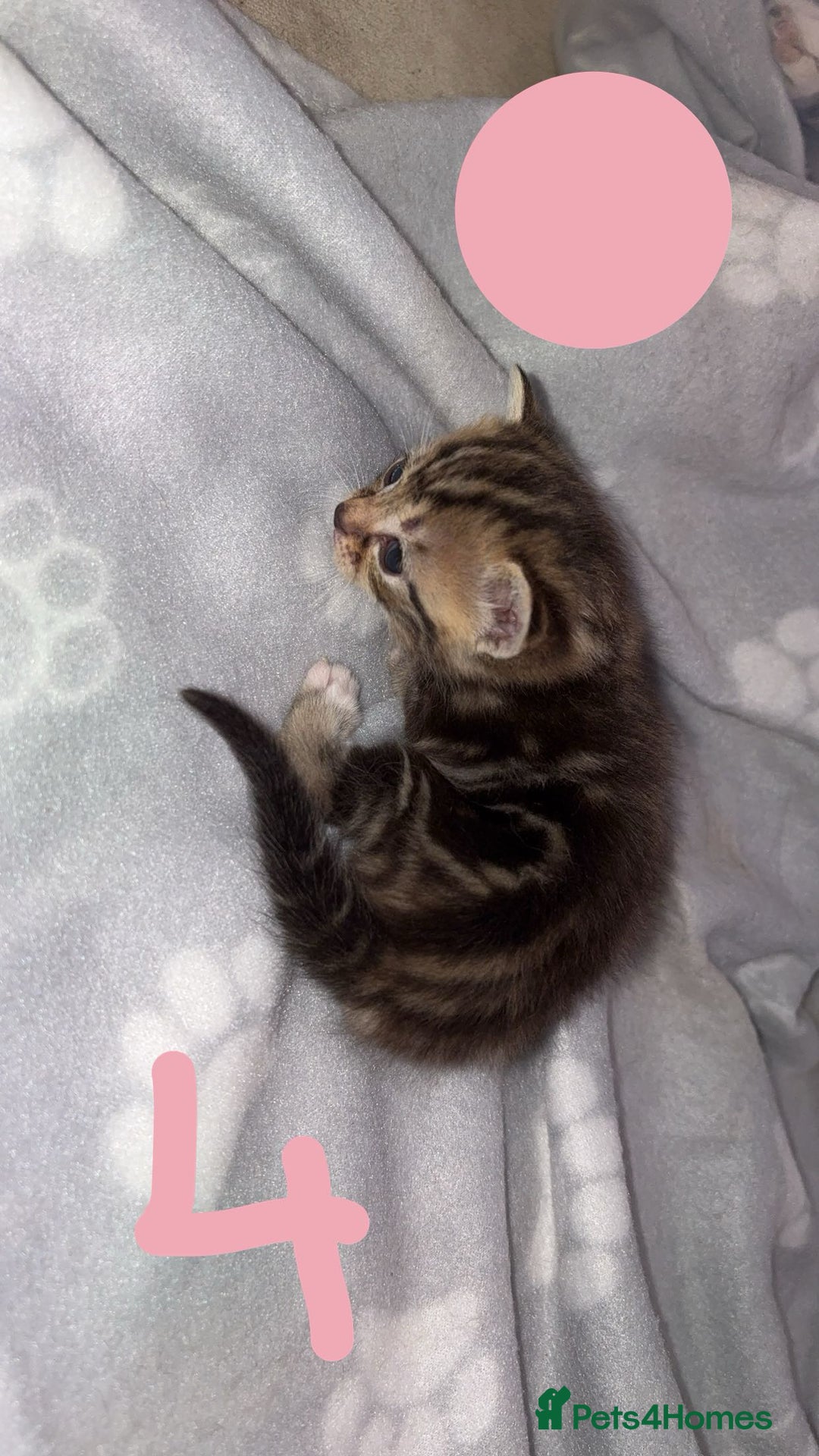 British Shorthair cats for sale: 6 beautiful kittens for sale  - Advert 8