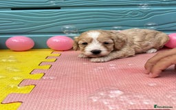 Cockapoo dogs for sale: DNA CLEAR F1  choc, merle, champagne, black - Image 13