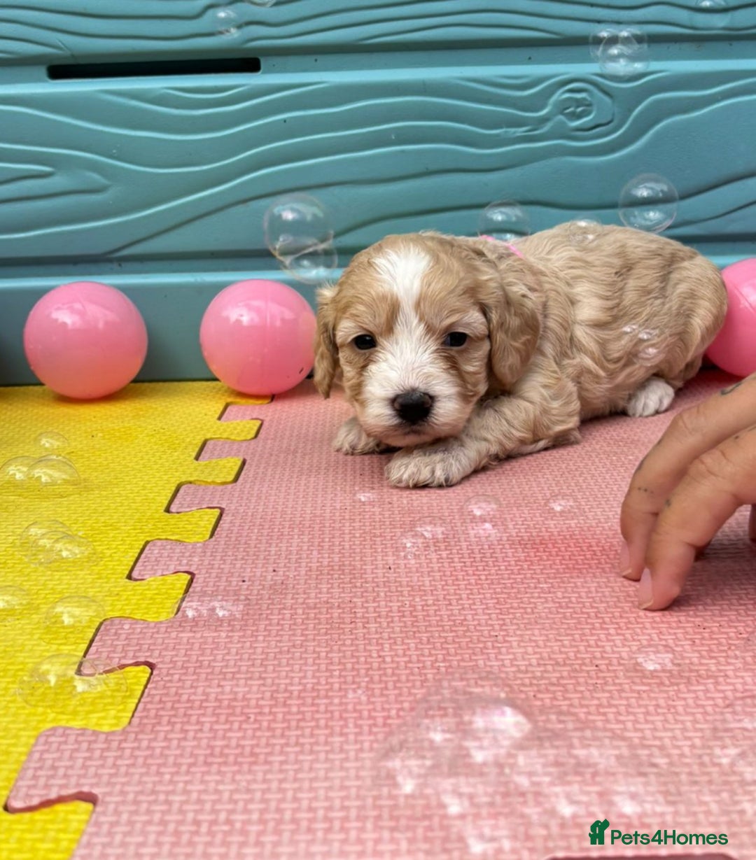 Cockapoo dogs for sale: DNA CLEAR F1  choc, merle, champagne, black - Image 13